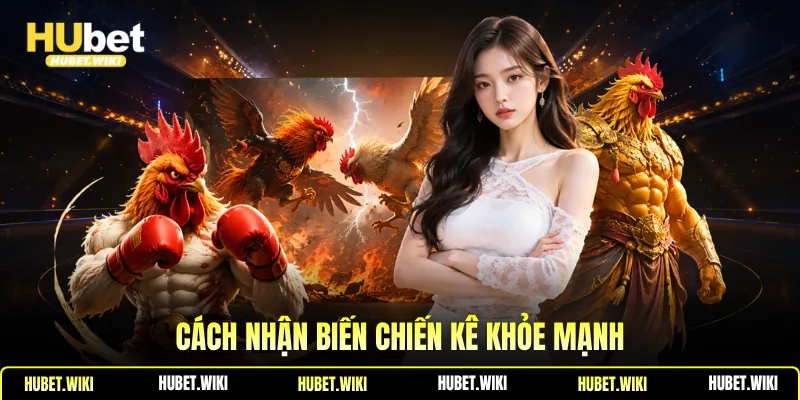 Đá Gà Cựa Dao -Đặc Điểm Nhận Biết, Kinh Nghiệm Chọn Gà Cách nhận biến chiến kê khỏe mạnh