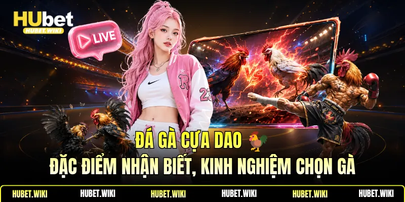 Đá Gà Cựa Dao 🐓Đặc Điểm Nhận Biết, Kinh Nghiệm Chọn Gà